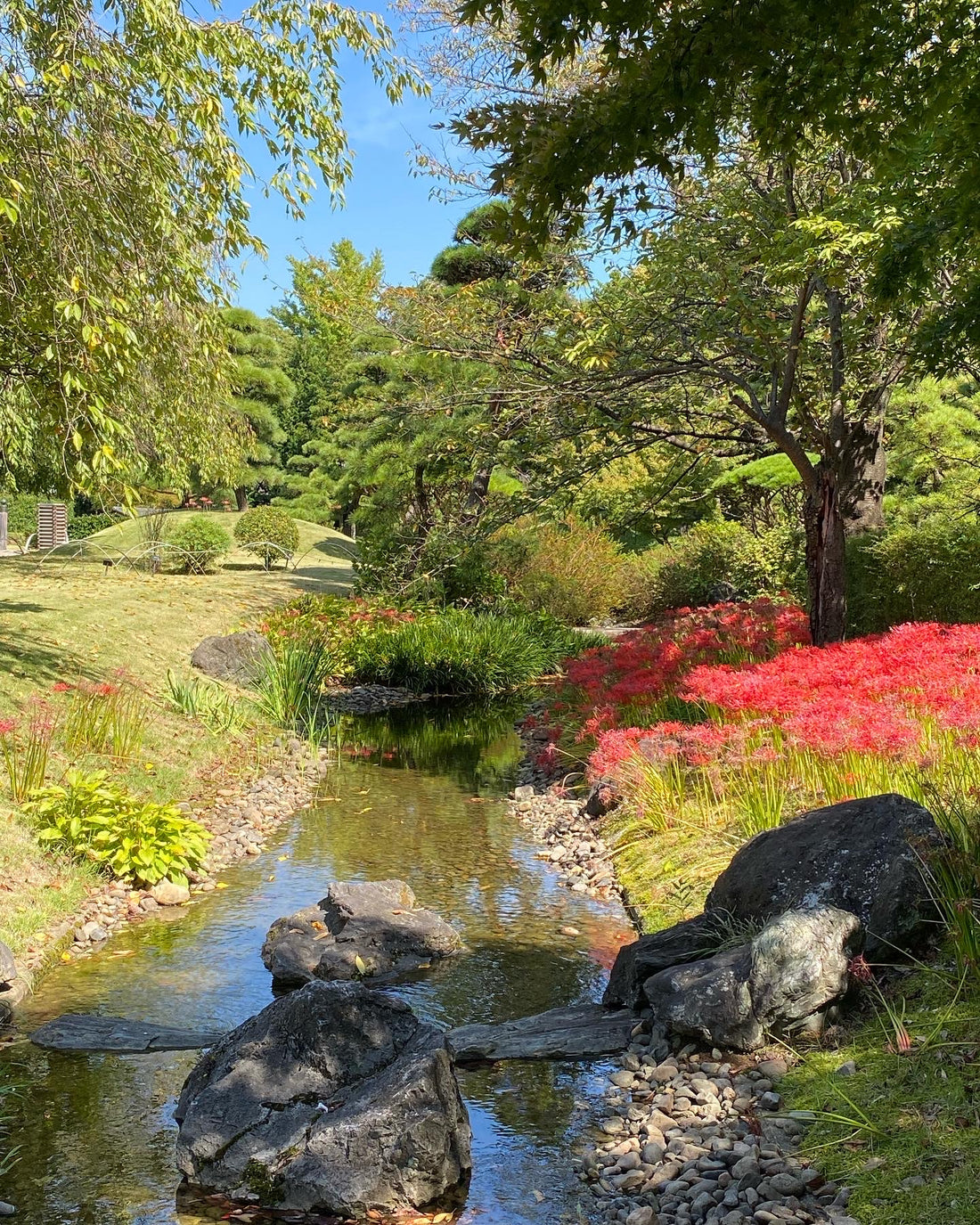 彼岸花の咲く日本庭園