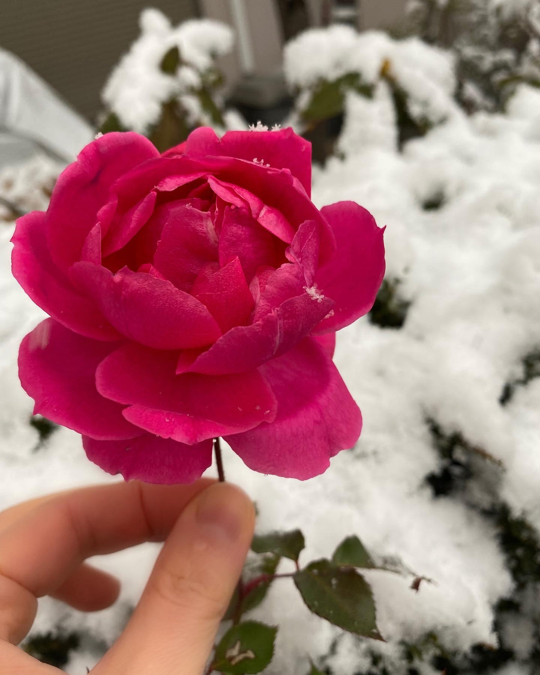 真冬のつる薔薇パレード