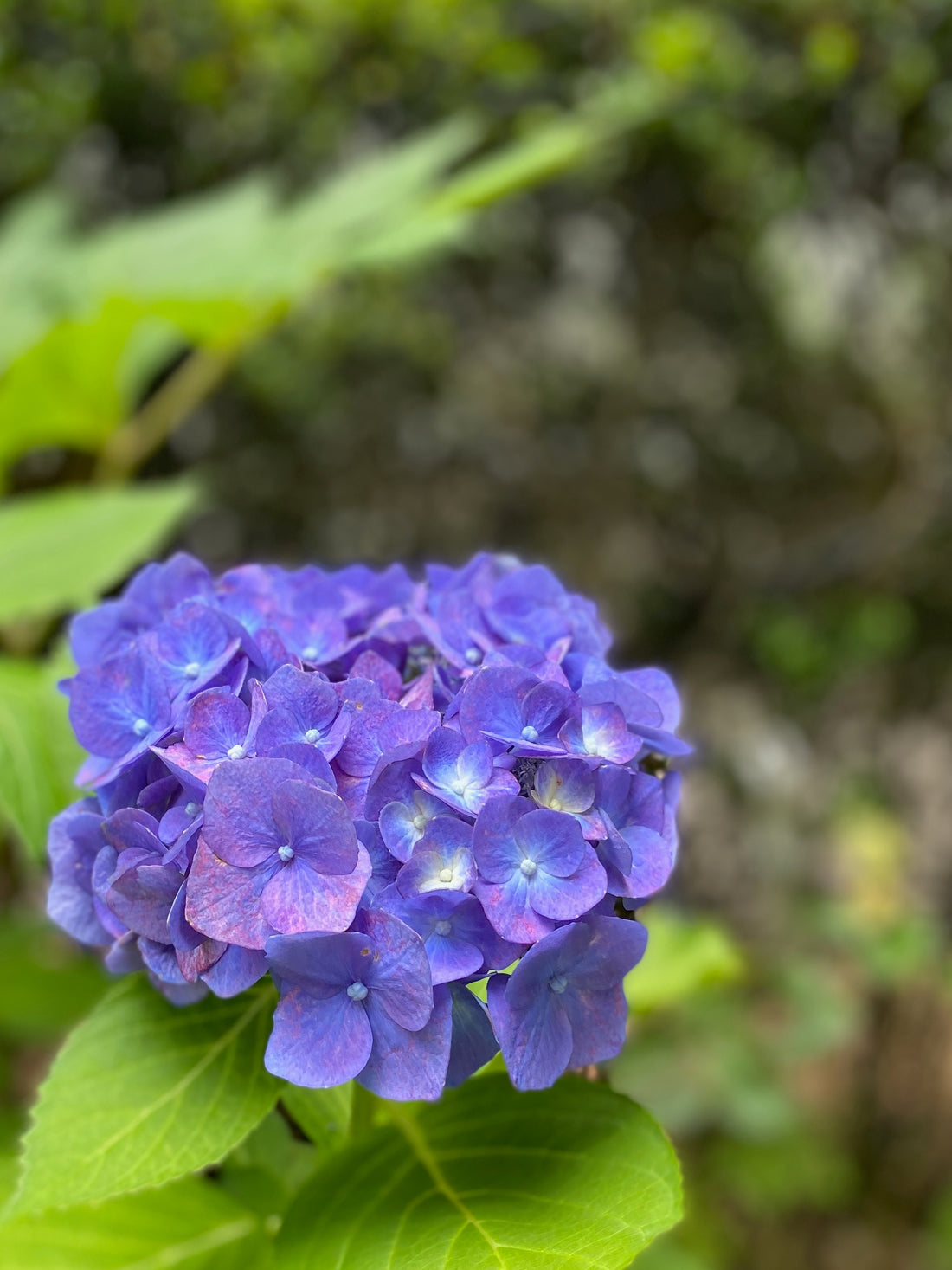 庭の紫陽花