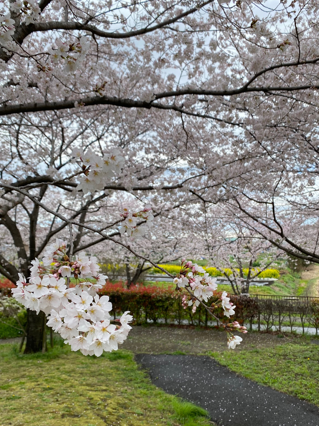 公園の満開桜