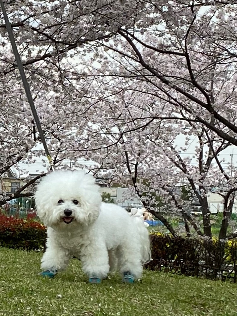 モフモフ犬と満開桜
