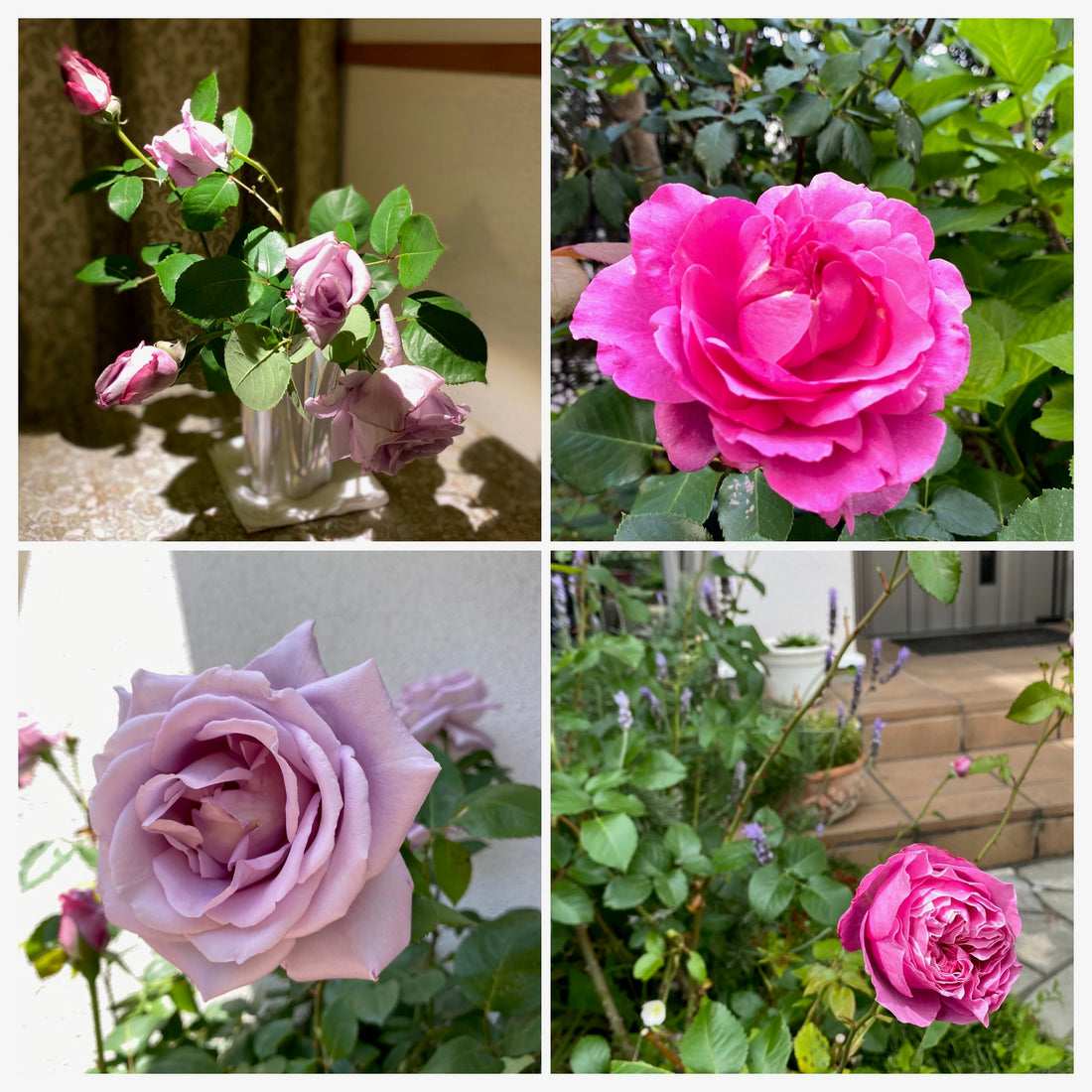 庭で咲く香りのバラ
